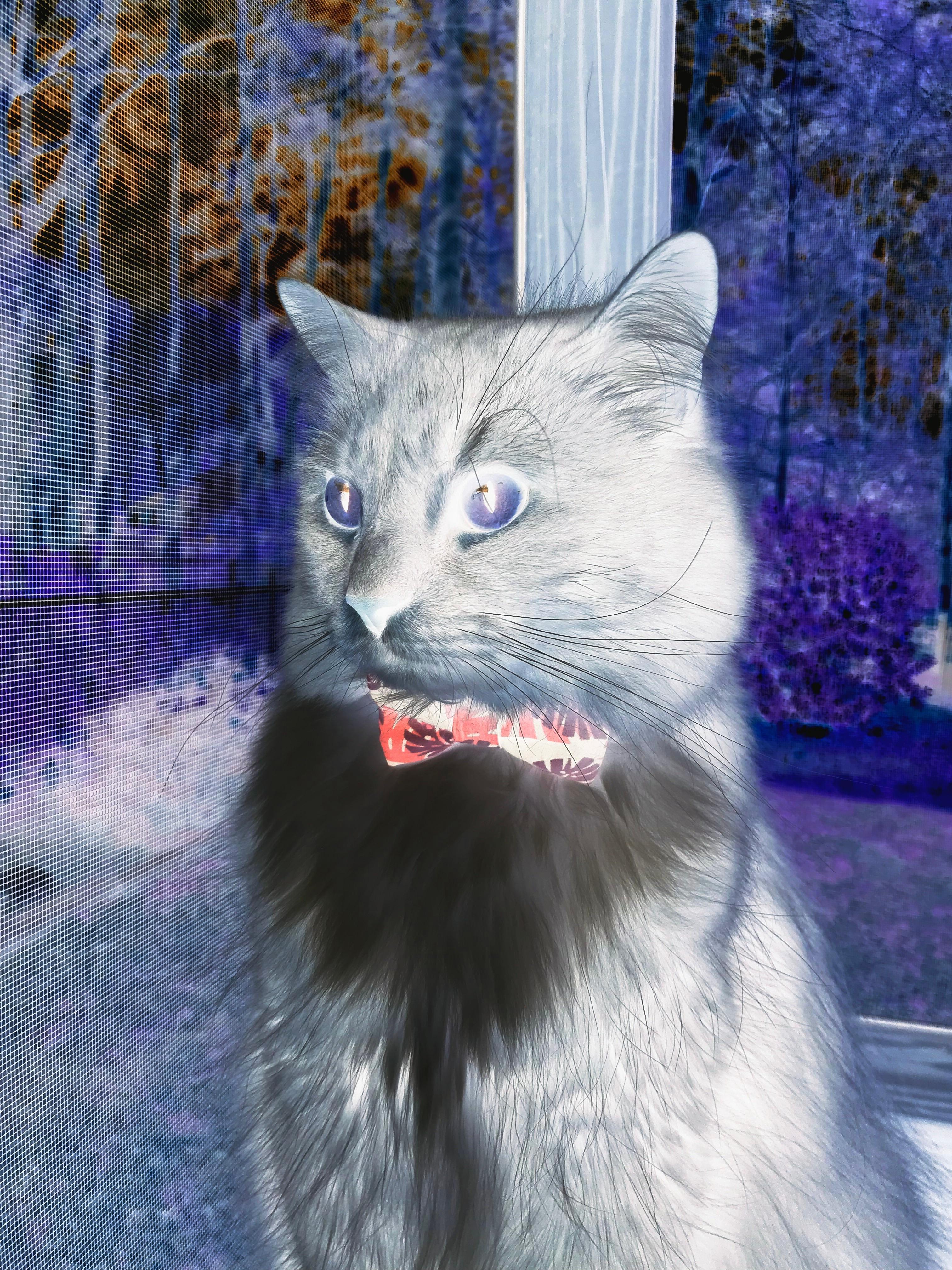 世界杯之夜,马克西的满分答卷,2026年那个改写历史的夜晚