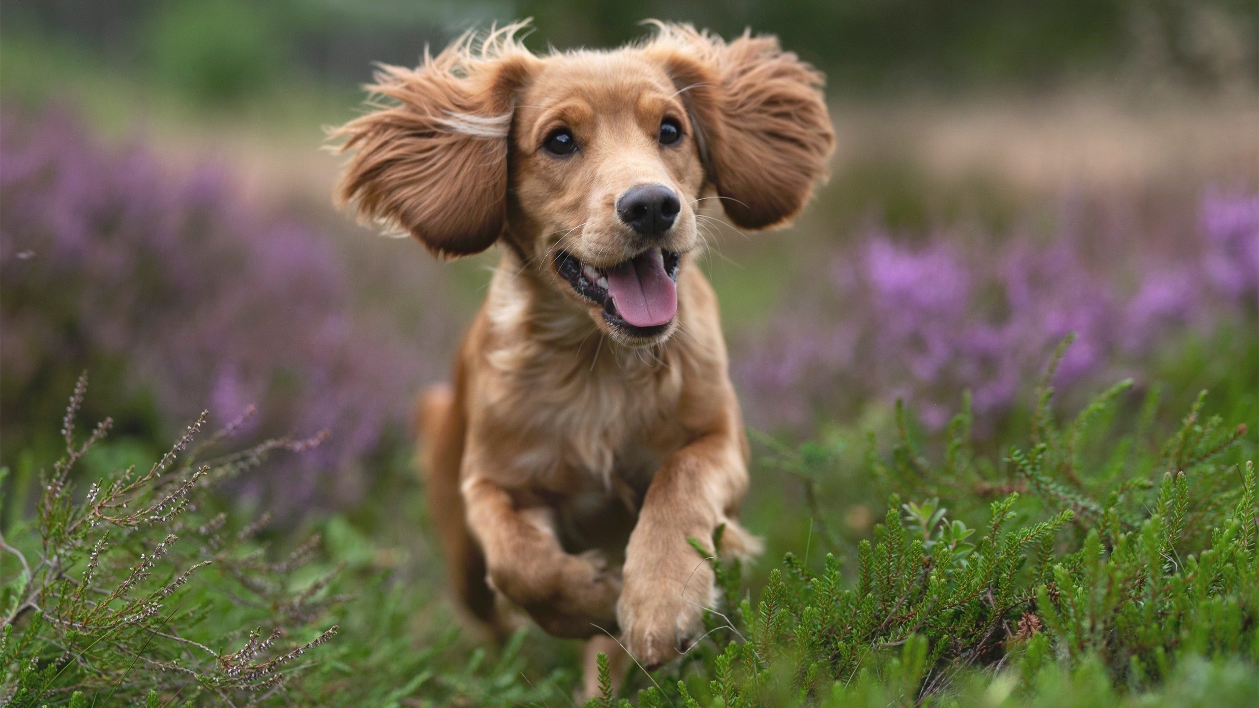 阿劳霍一夫当关,安哥拉力克沙特上演逆袭神话
